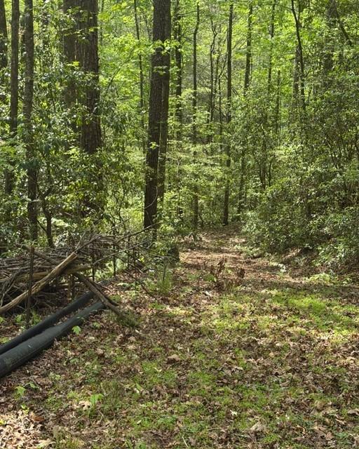 Wooded property with a narrow leaf-covered path and dark pipes along the left side.