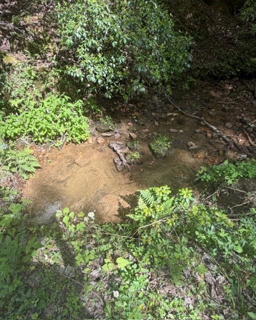 Shallow creek winding through dense green woodland, with rocks and ferns along its banks.