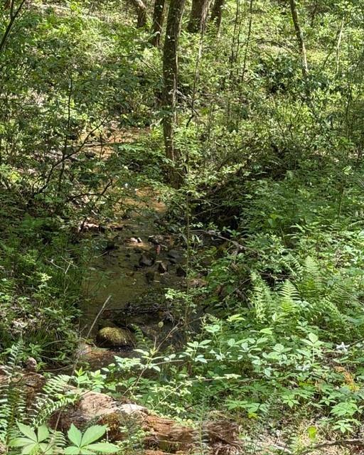Wooded creek winding past rocks and ferns beneath a dense green canopy.