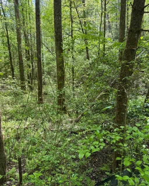 Wooded property with tall trees and dense green undergrowth.