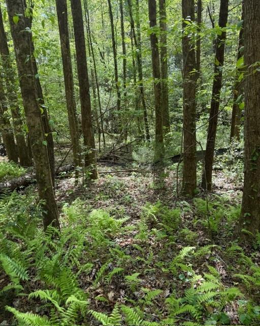 Wooded property with tall trees and ferns covering the forest floor.
