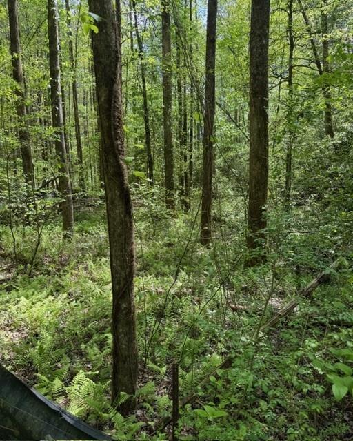 Wooded property with mature trees and ferns across the forest floor.