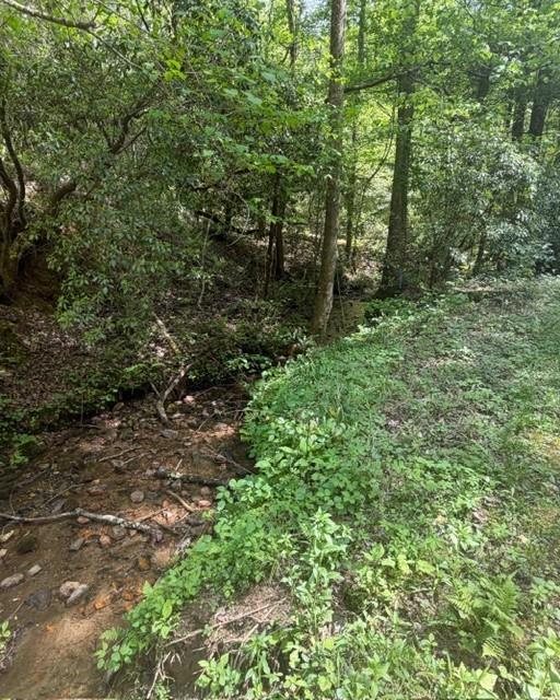 A shallow creek winds through dense green woodland beside a leafy bank.