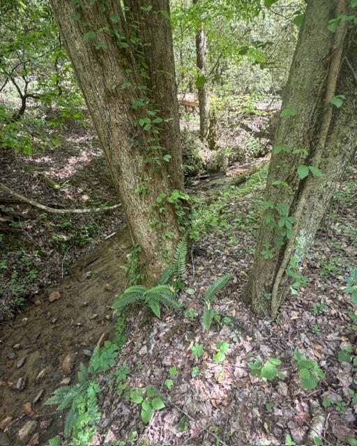 Wooded creek winding between mature trees and ferns.