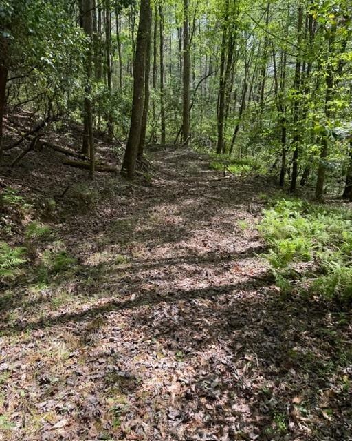 A leaf-covered path winds through mature trees and ferns on a wooded property.