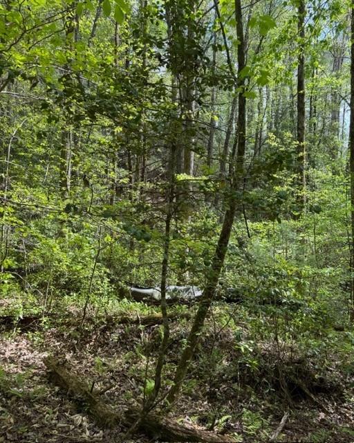 Wooded property with mature leafy trees and dense understory.