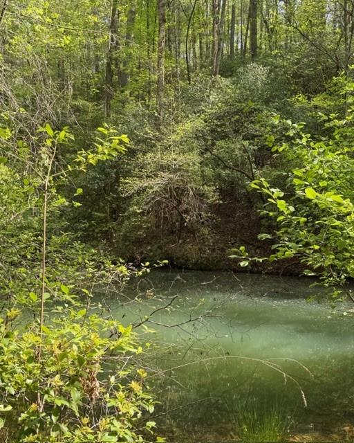 Wooded water bordered by dense green trees and leafy brush.