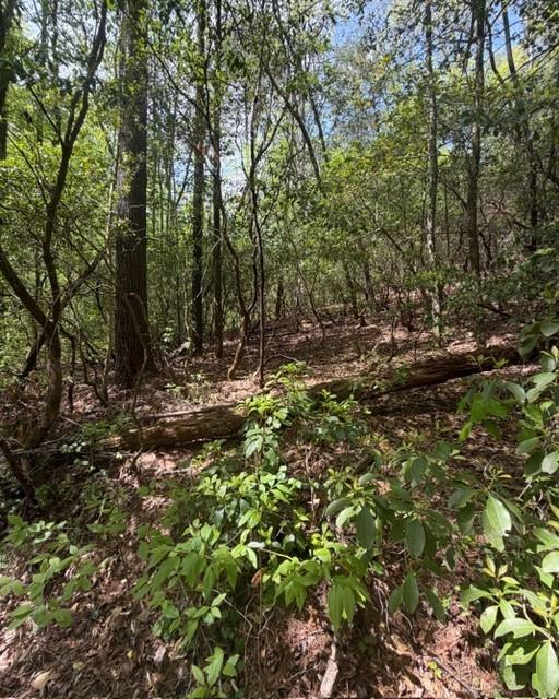 Wooded lot with dense trees, green undergrowth, and a fallen log.