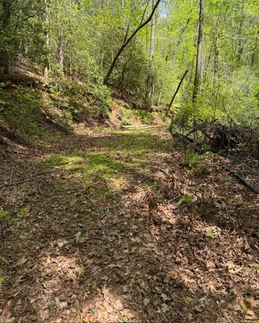Wooded property with a leaf-covered path winding between dense green trees.