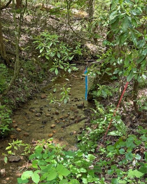 Wooded creek with a shallow rocky stream, ferns, and colored markers along the banks.