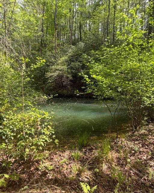 Woodland pond surrounded by leafy trees and dense undergrowth.