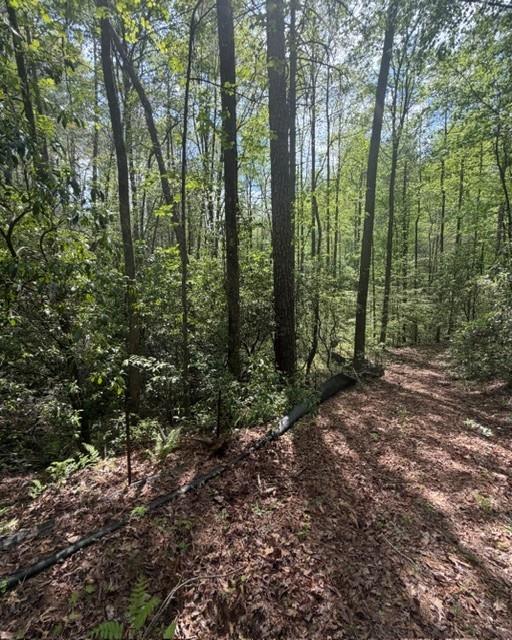 Leaf-covered dirt path winding through a sunlit forest of tall trees and green undergrowth.