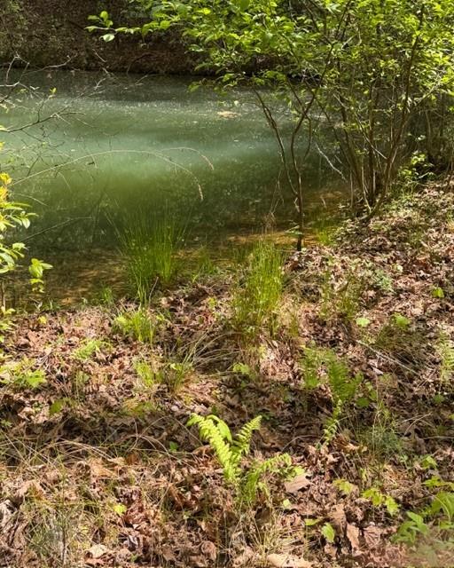 Still green pond edged by a wooded bank with ferns and fresh foliage.