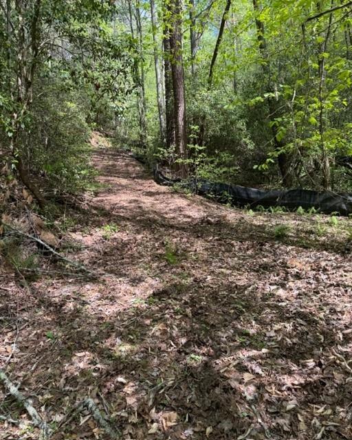 Leaf-covered path winding through a densely wooded property.