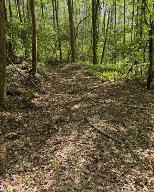 Wooded property with a leaf-covered path winding between tall trees.