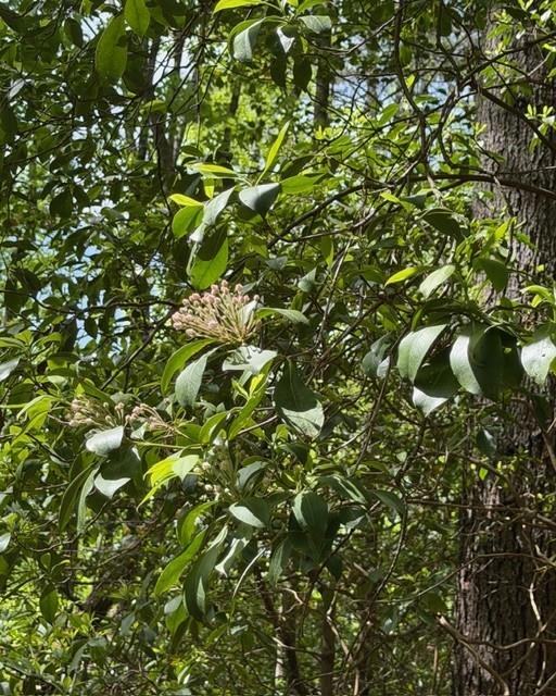 Dense green foliage and branches with a small cluster of pale pink flowers.