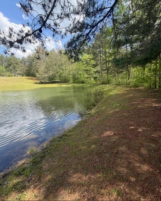 Wooded pond shoreline with grassy open land and overhanging pine branches.