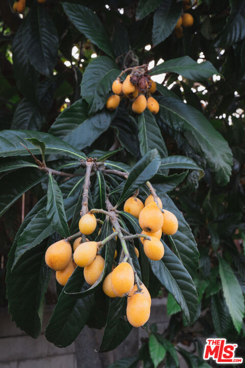 2376 Las Colinas Ave