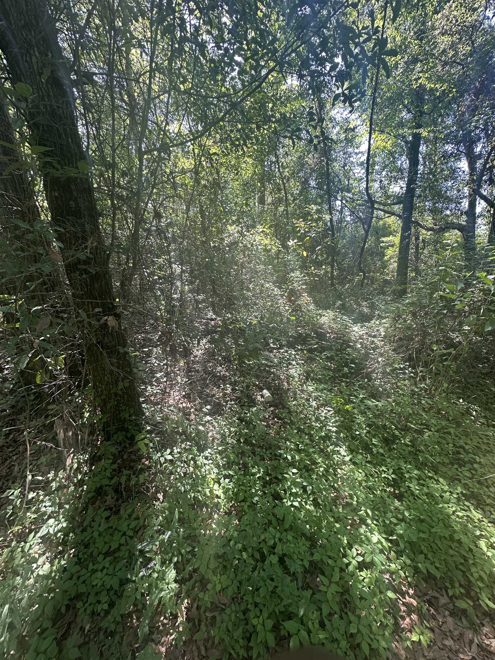 XX GOLDWIRE Road