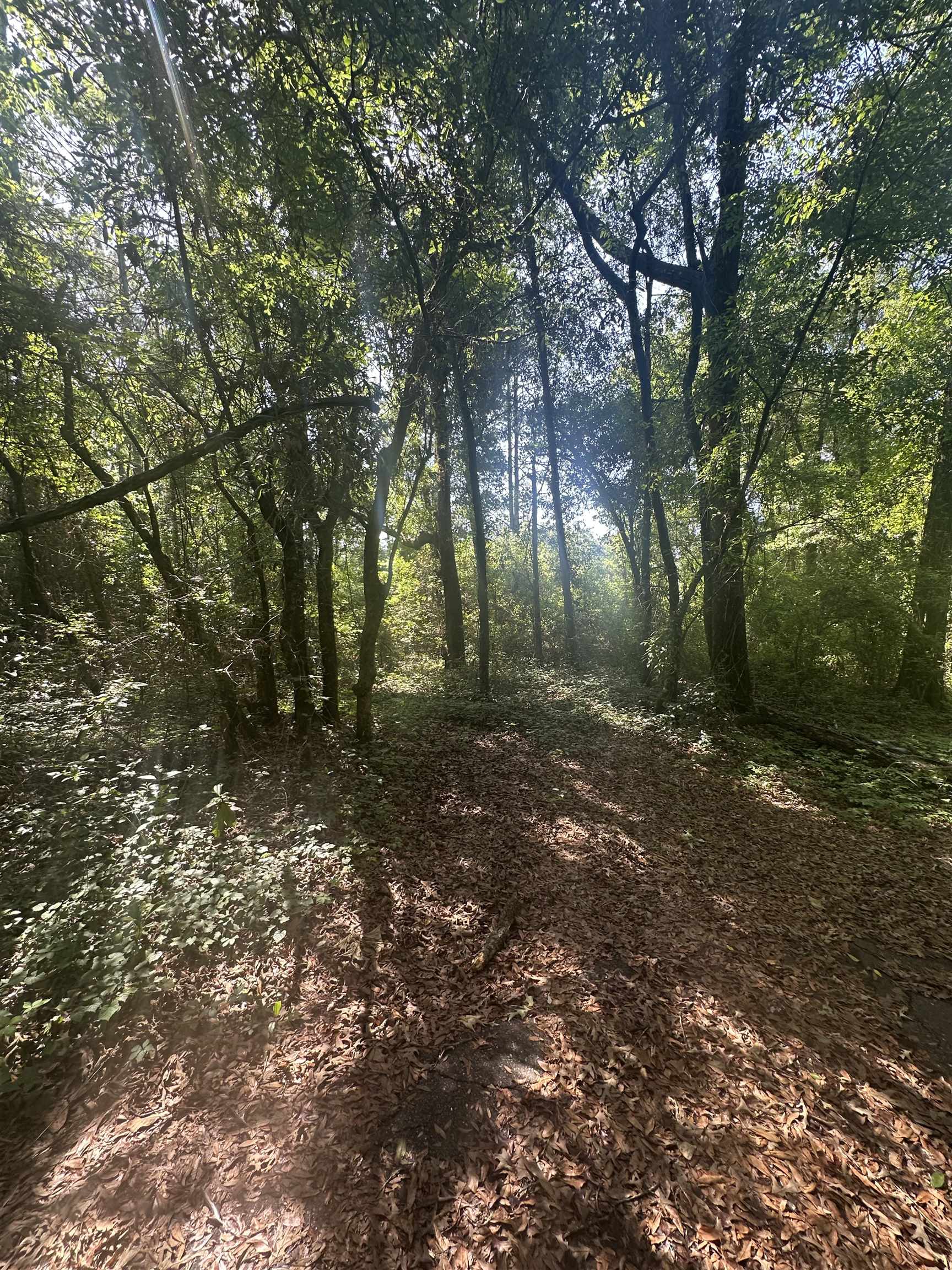 XX GOLDWIRE Road
