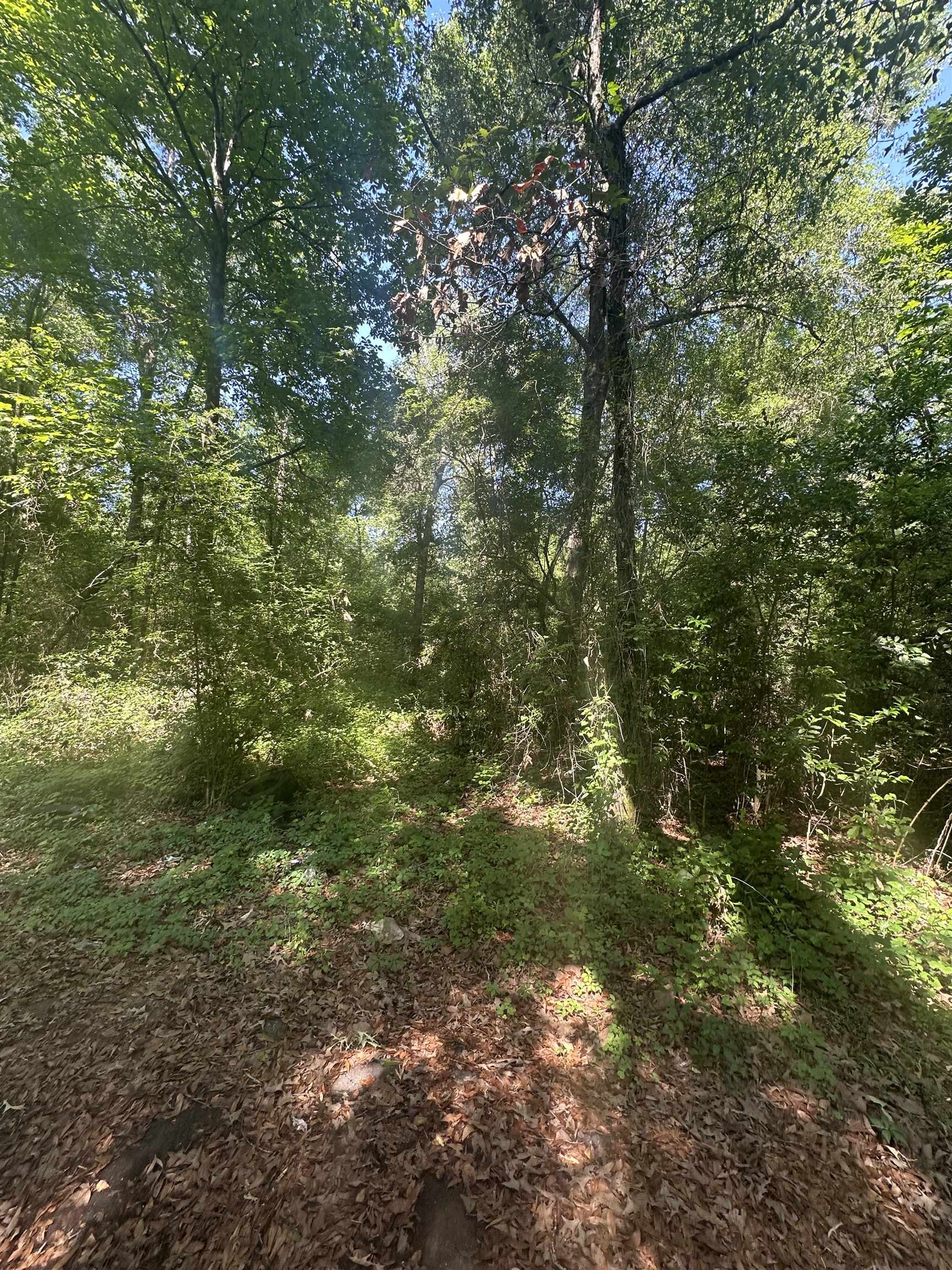 XX GOLDWIRE Road