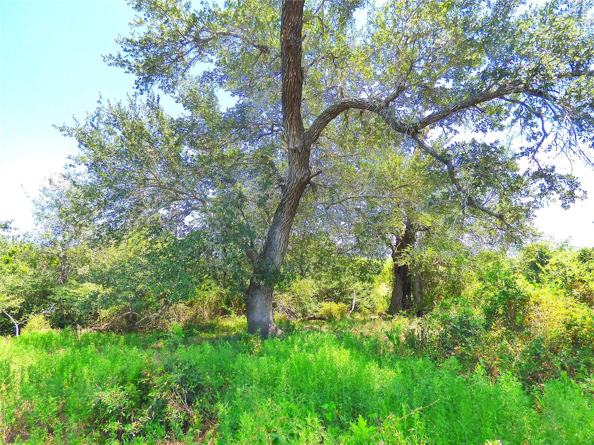 0 TBD FM 2503 Fm 2503 Road