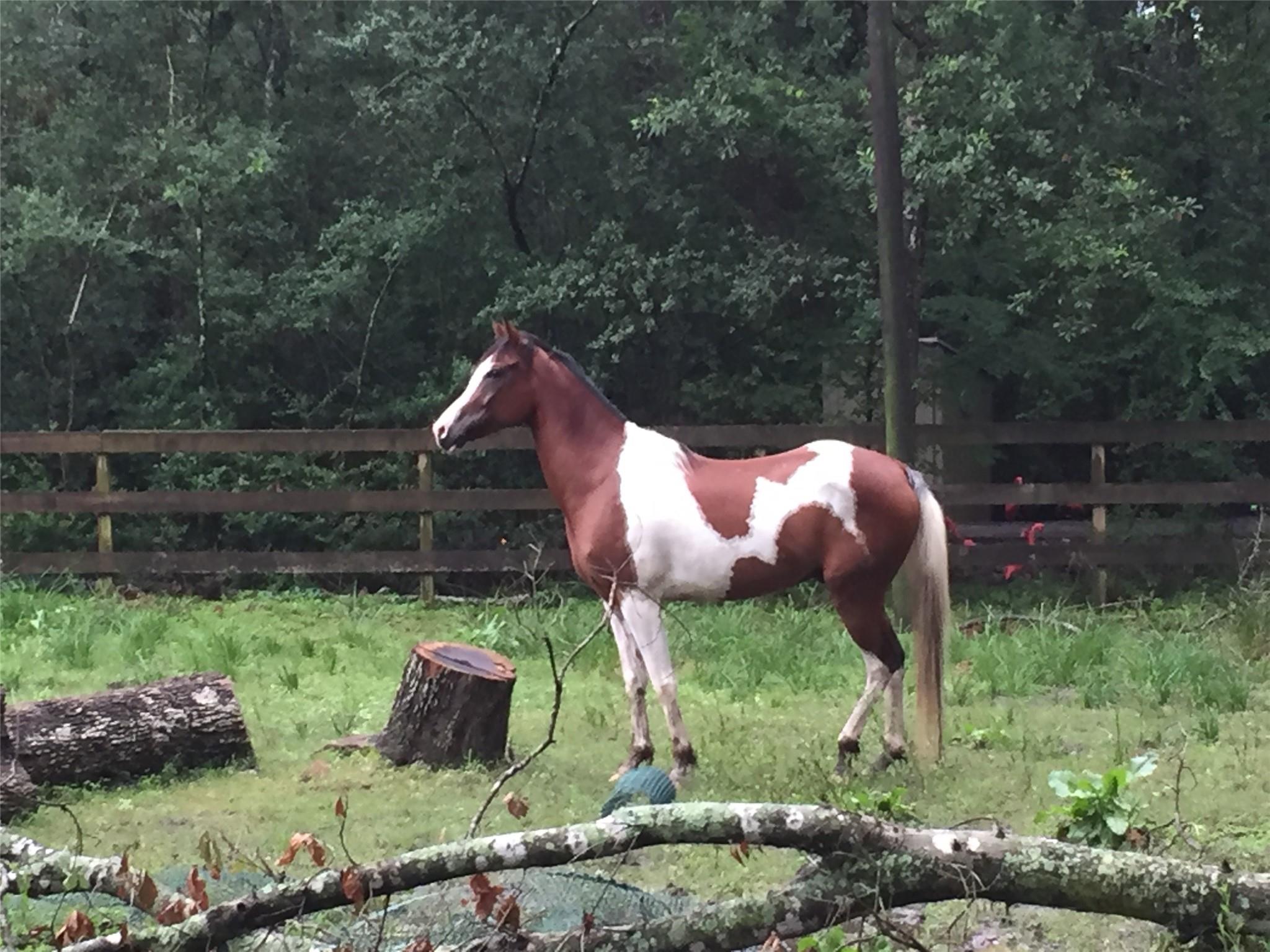Brown-and-white pinto horse standing in a grassy, wooded paddock behind a wooden fence.
