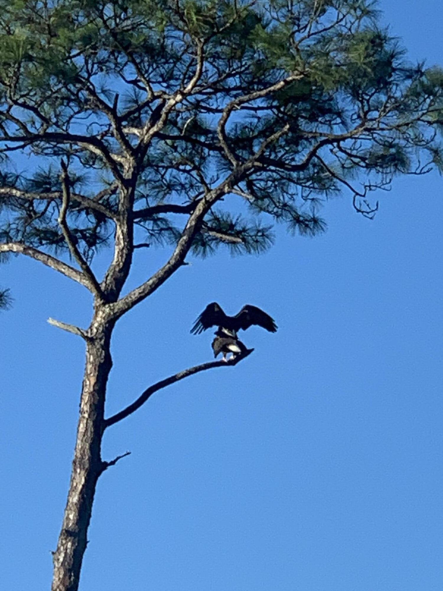 Lot 36 Parish Boulevard