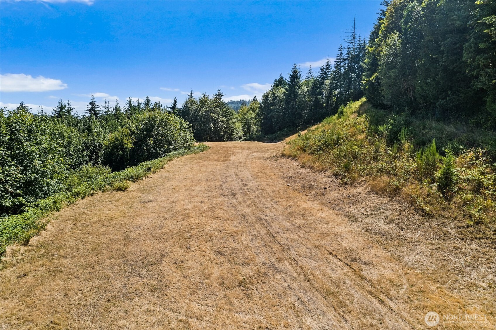 Dry grassy clearing on a wooded property beneath a blue summer sky.
