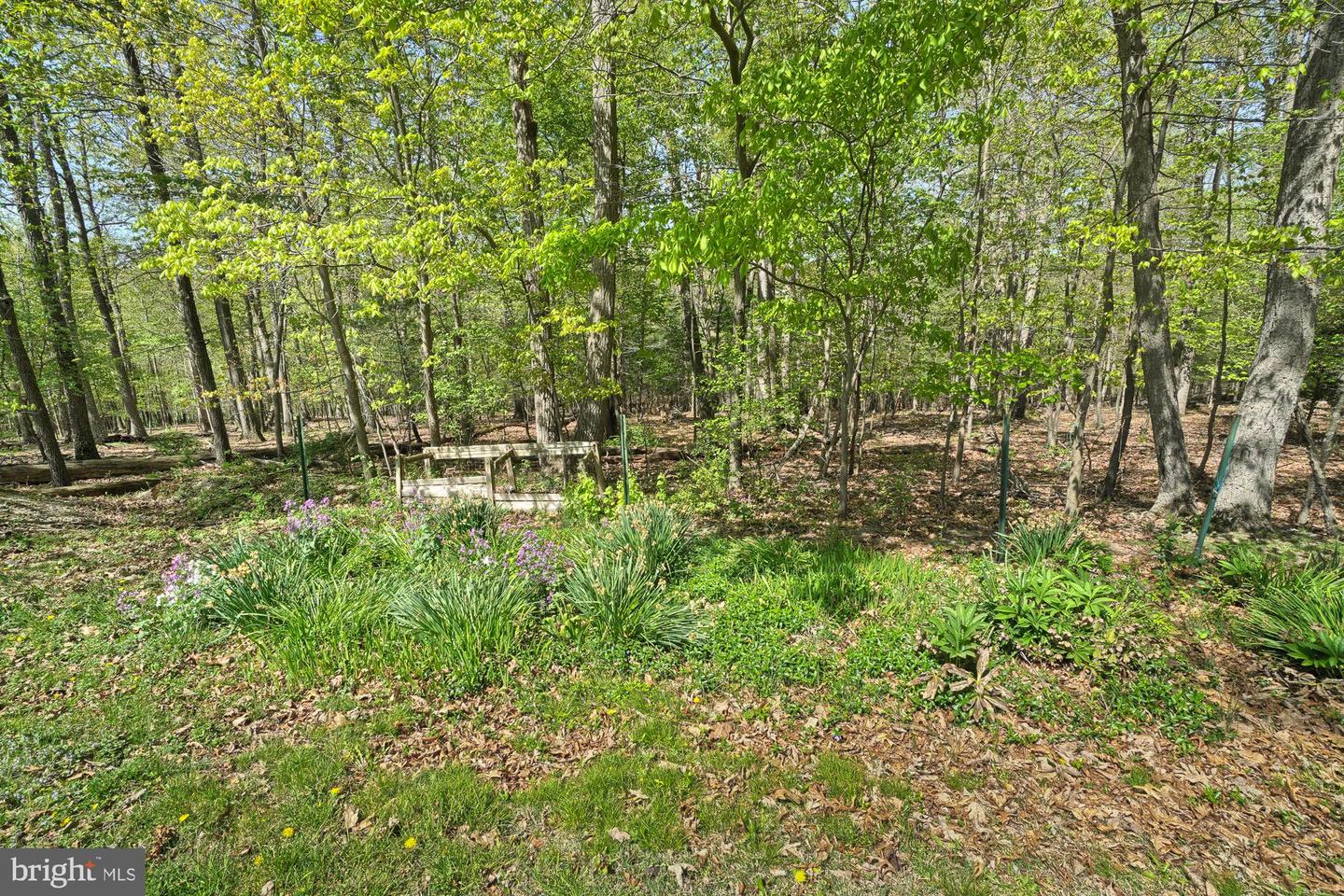 Wooded yard with mature trees, purple flowers, and a small wooden garden structure.