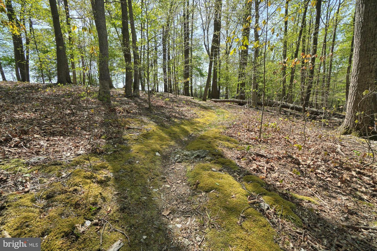 Wooded land with a moss-covered path winding among tall trees and fallen leaves.