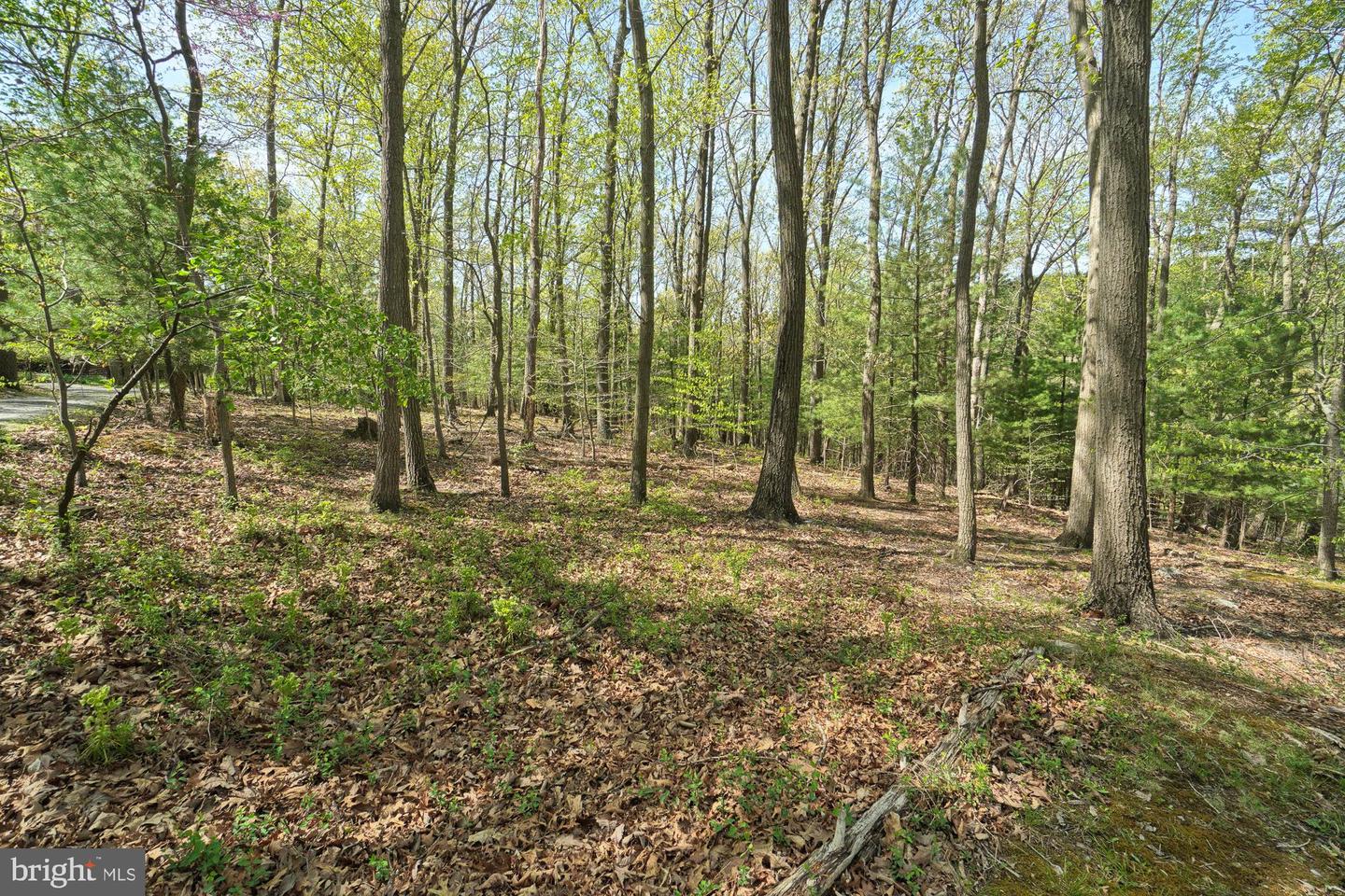 Wooded property with mature trees, fresh spring foliage, and a gently sloping forest floor.