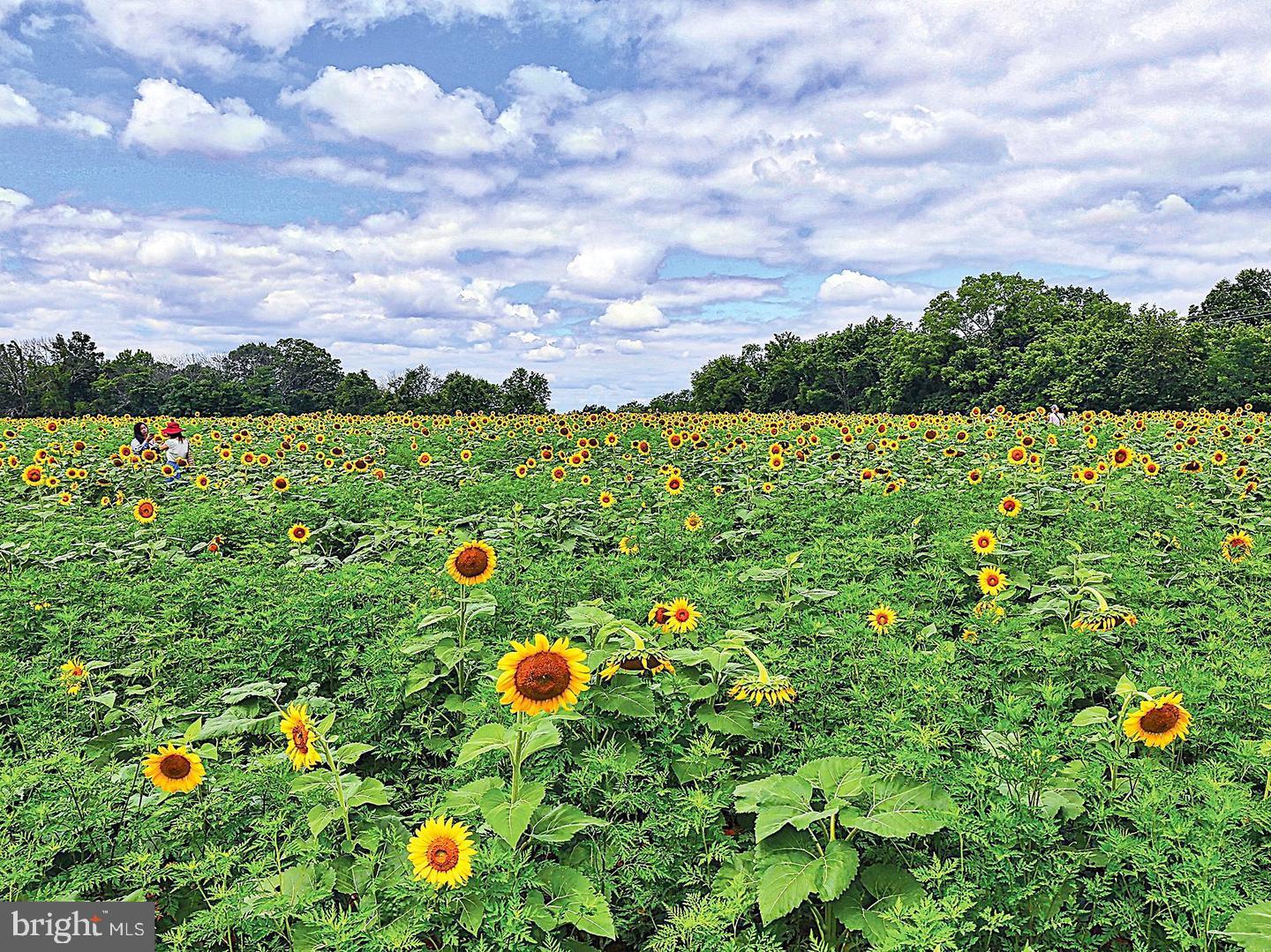 17628 COLLIER CIRCLE