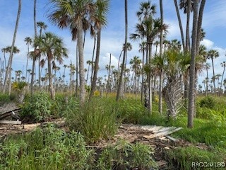10203 Chassahowitzka River