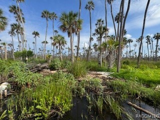 10203 Chassahowitzka River