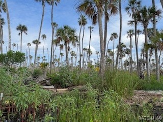 10203 Chassahowitzka River