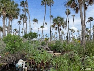 10203 Chassahowitzka River