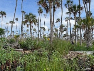 10203 Chassahowitzka River