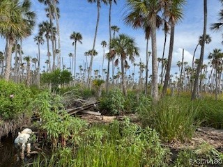 10203 Chassahowitzka River