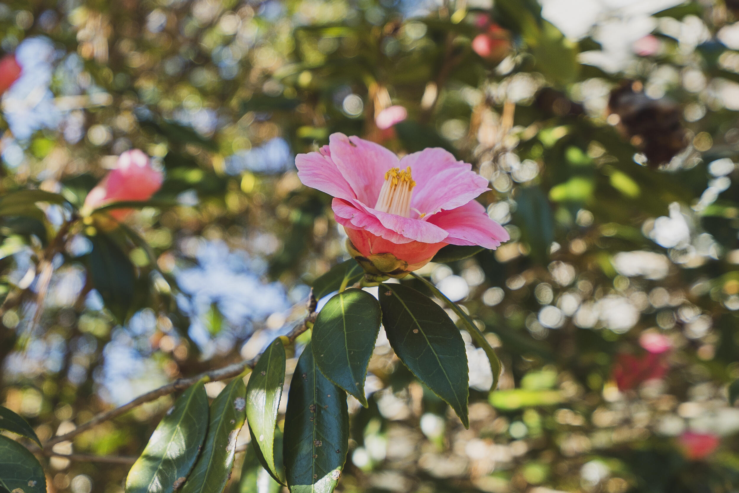 105 Florence Street, 103