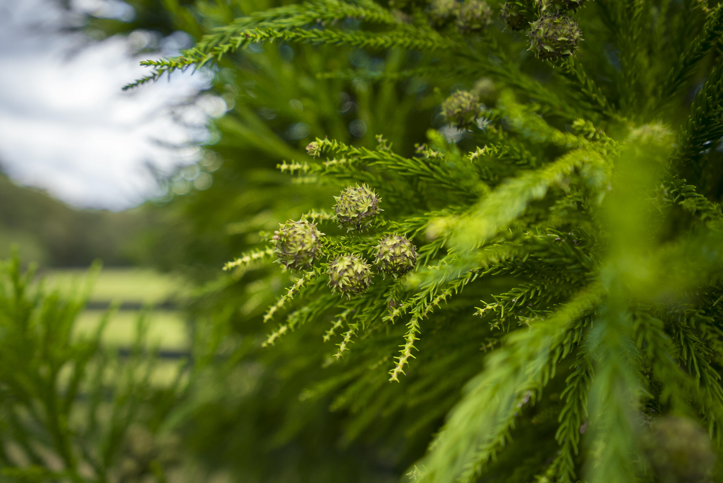 1165 Estancia Lane, Wagener