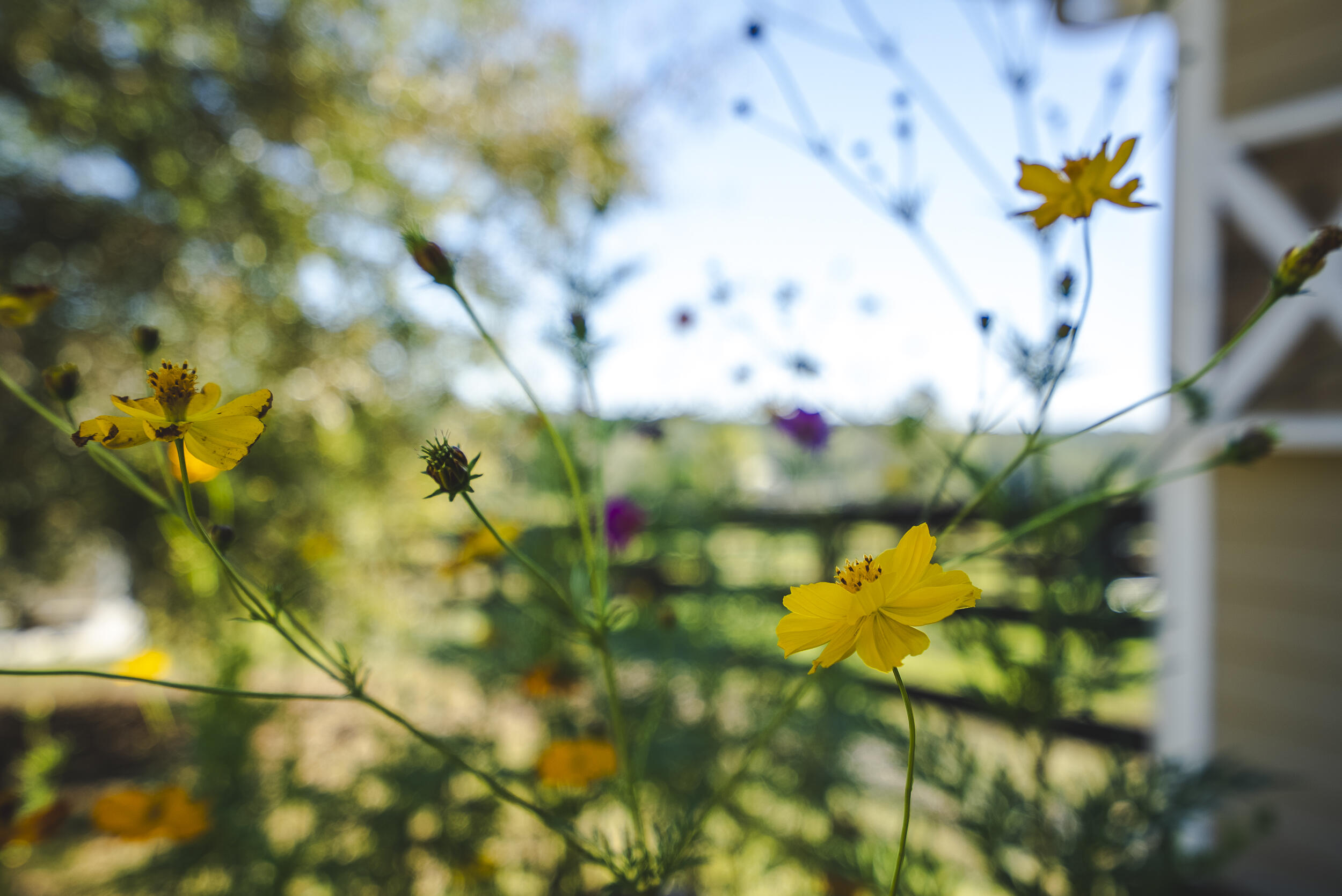 1165 Estancia Lane, Wagener