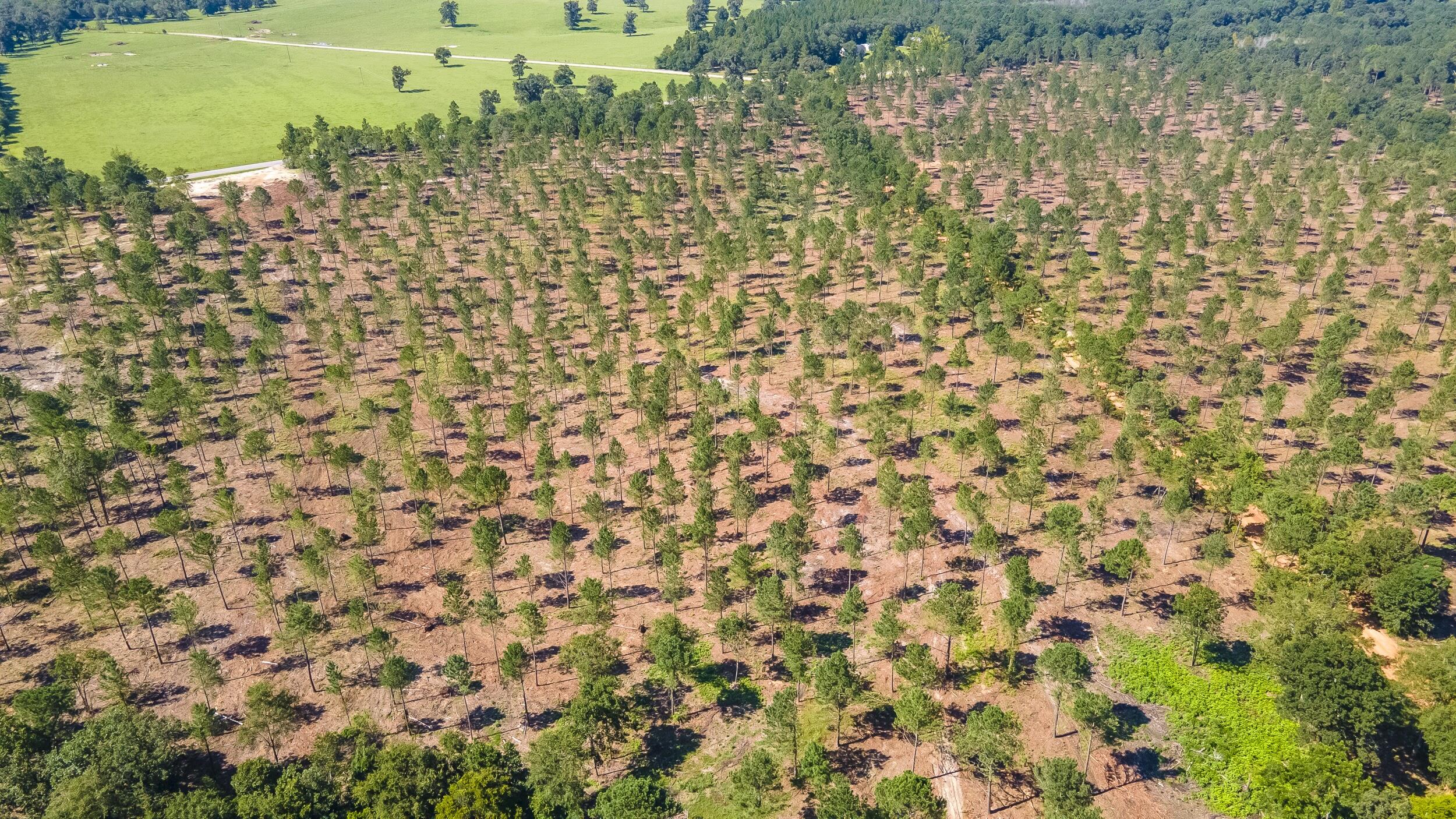 (Lot 10) Shadow Lane / Camp Rawls Rd, Wagener