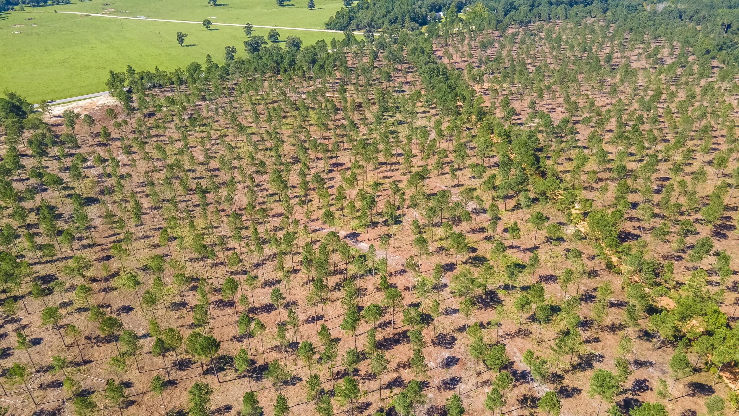 (Lot 10) Shadow Lane / Camp Rawls Rd, Wagener