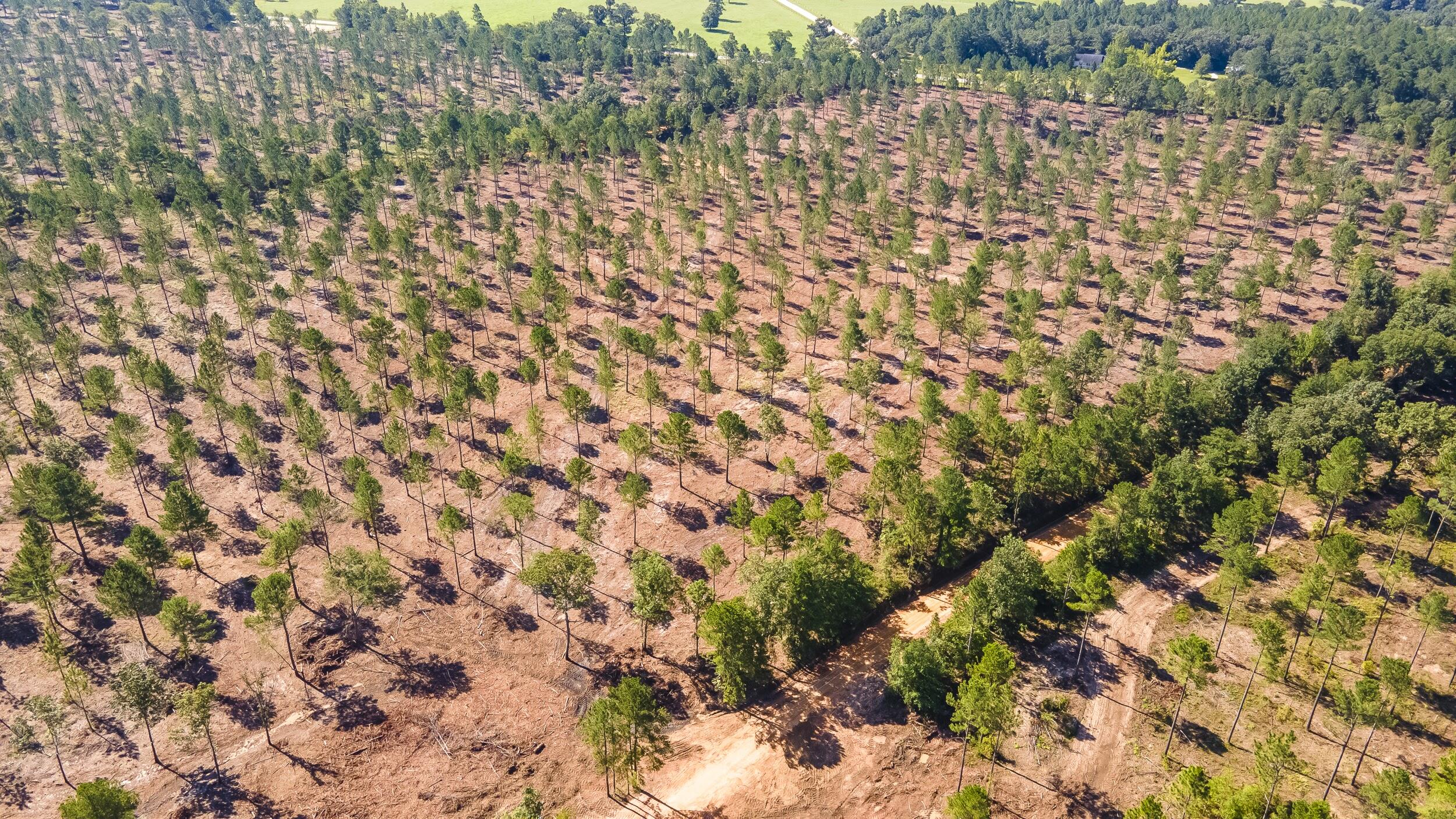 Lot 5 Bluffwood Road, Wagener