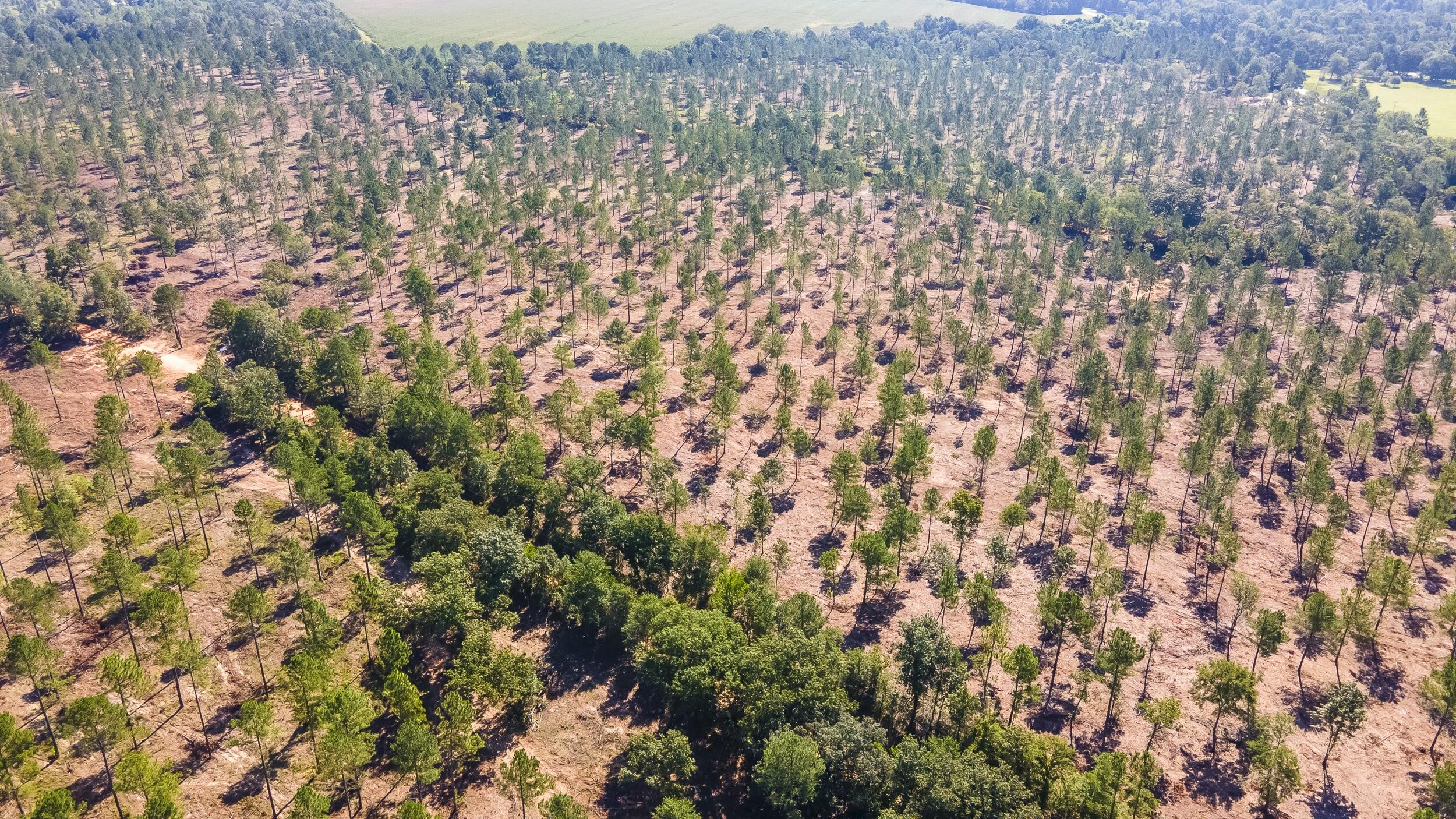 Lot 5 Bluffwood Road, Wagener