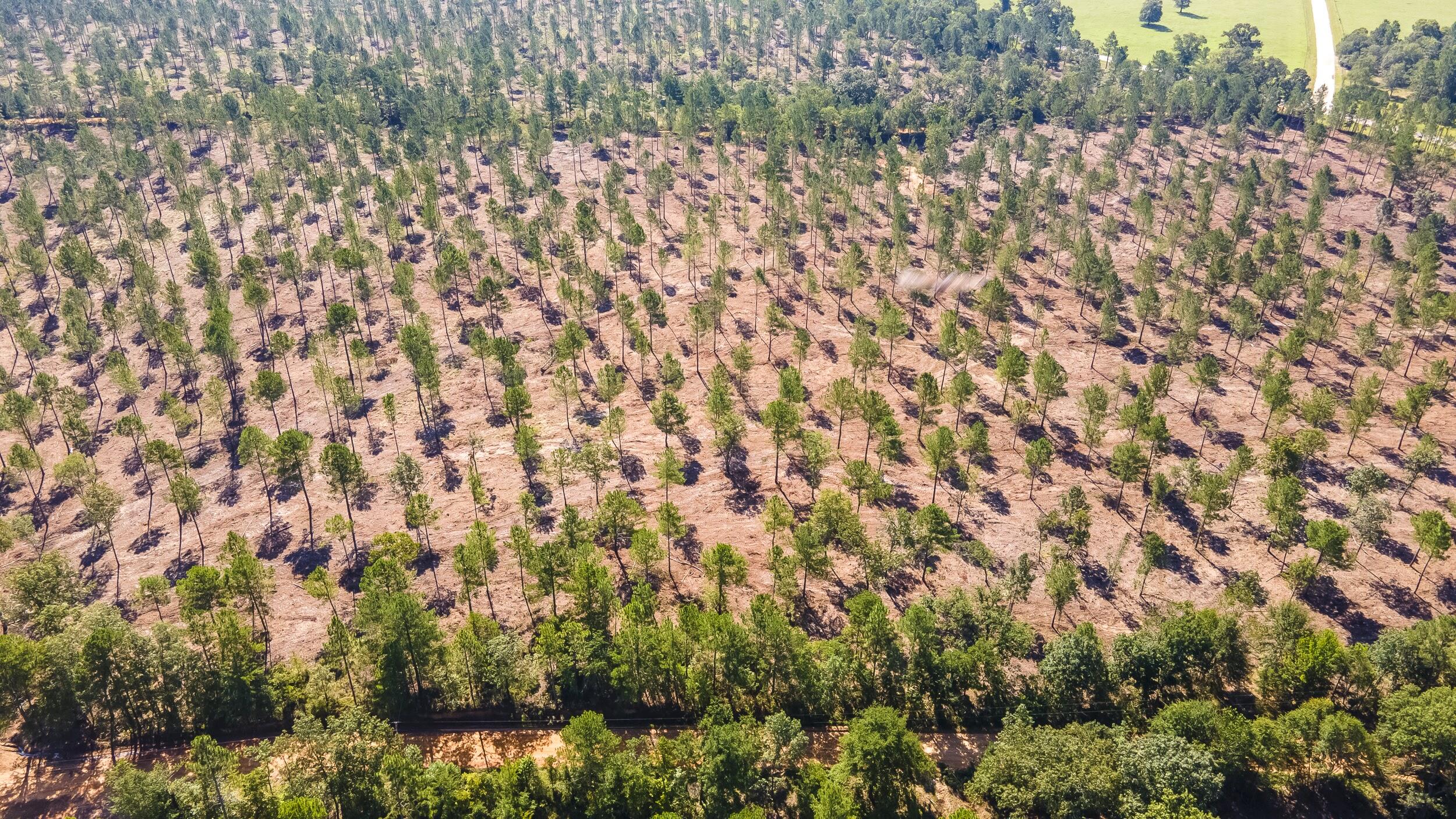 Lot 5 Bluffwood Road, Wagener