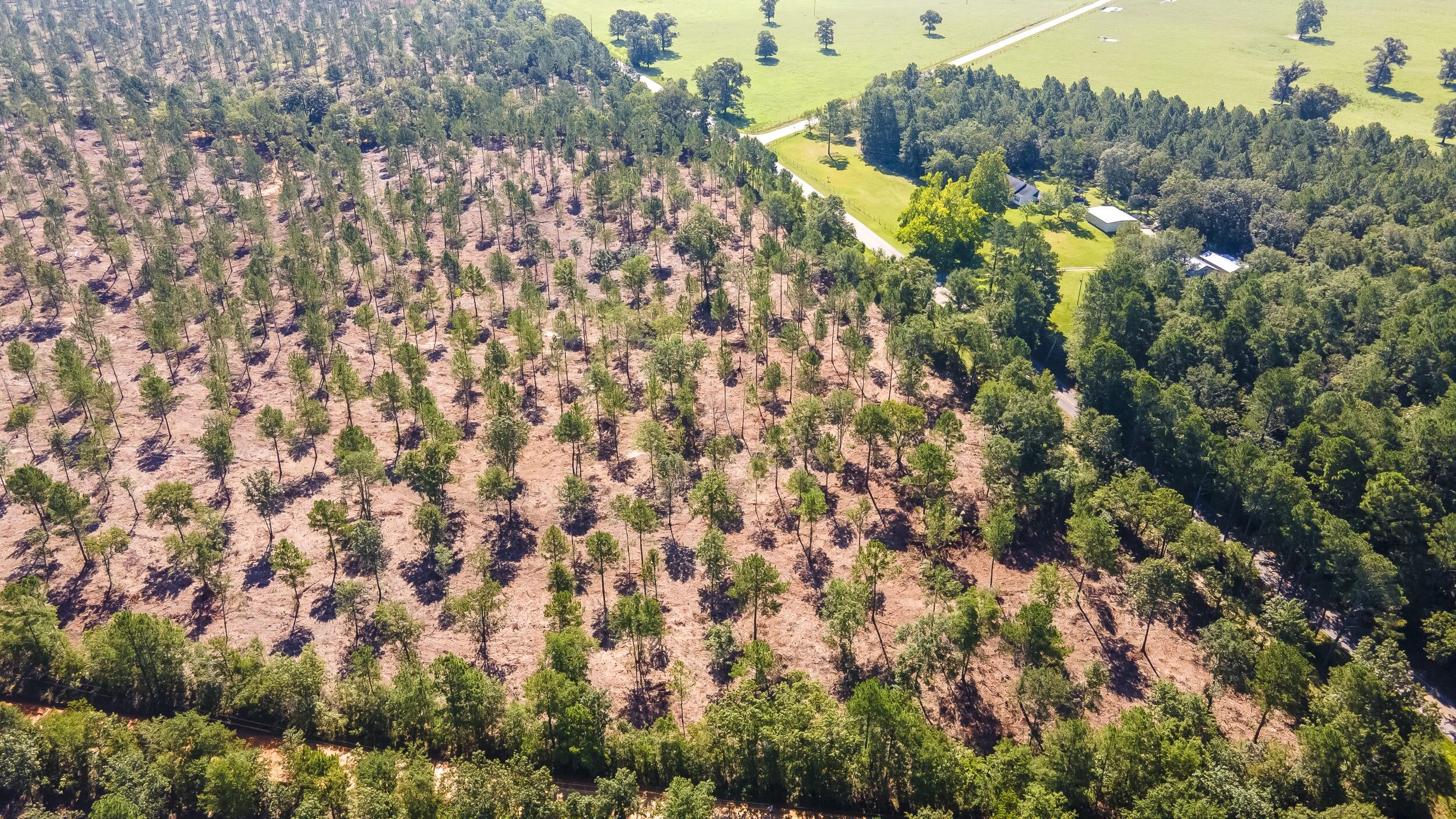 Lot 4 Camp Rawls & Bluffwood Road, Wagener