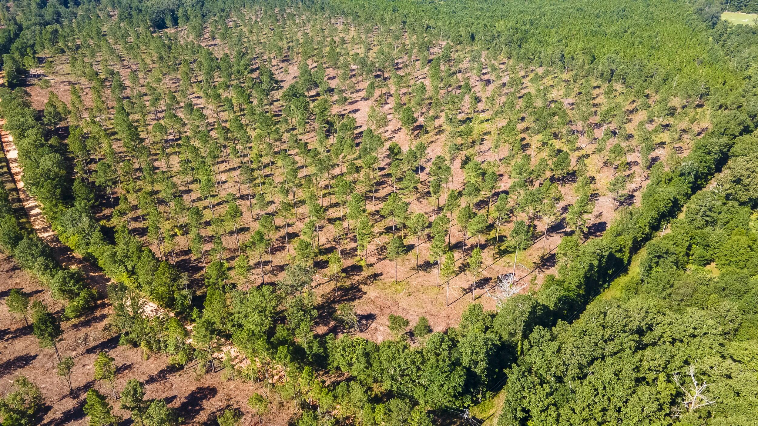 Lot 3 Bluffwood Road, Wagener