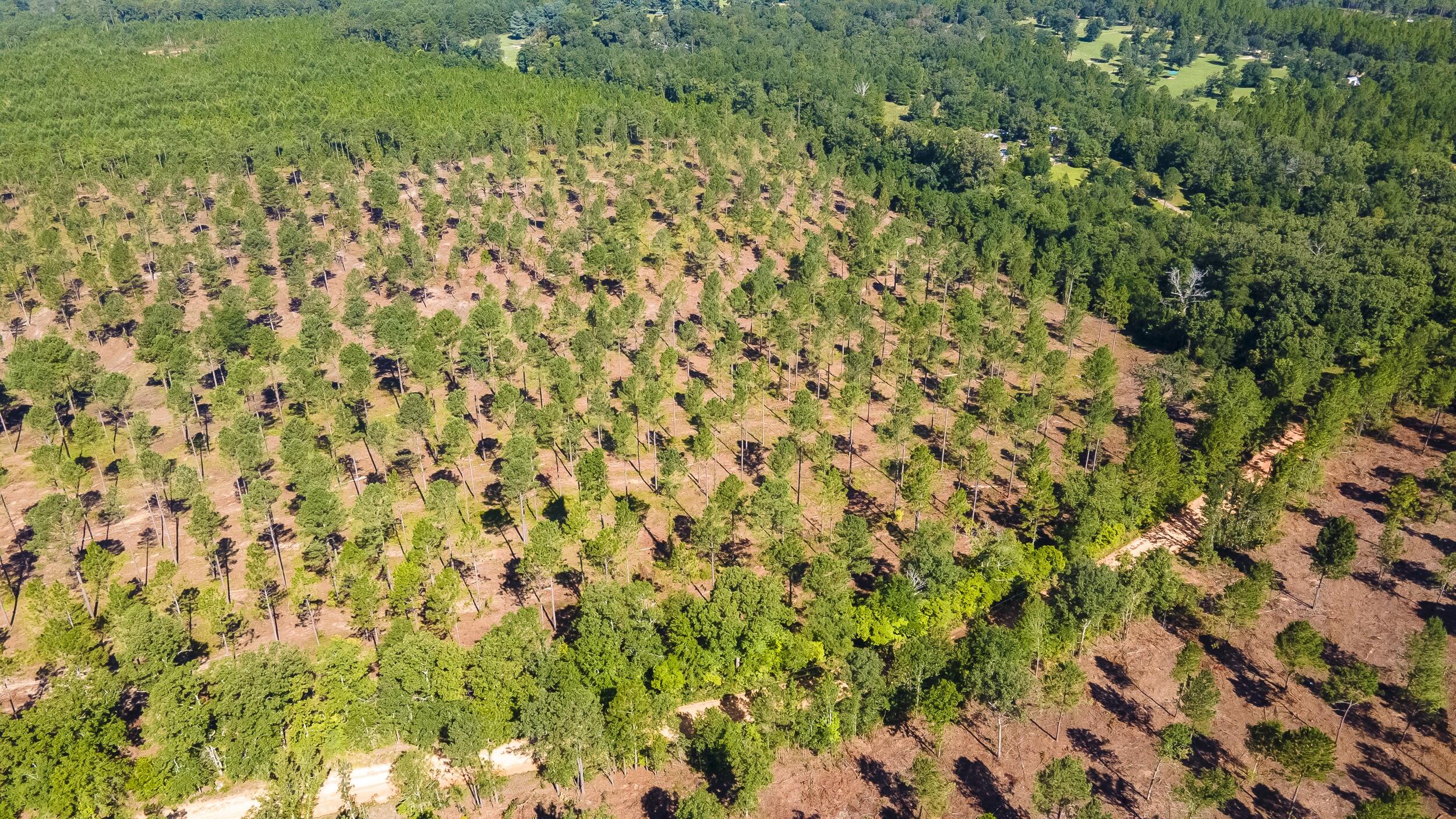 Lot 3 Bluffwood Road, Wagener